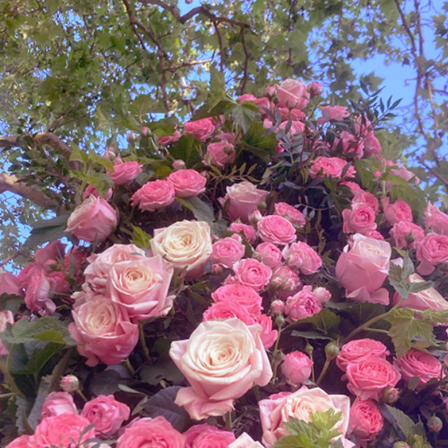 isabellegodet_rose2 decoration florale isabelle godet